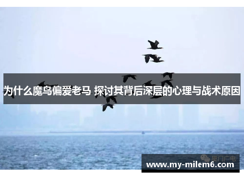 为什么魔鸟偏爱老马 探讨其背后深层的心理与战术原因